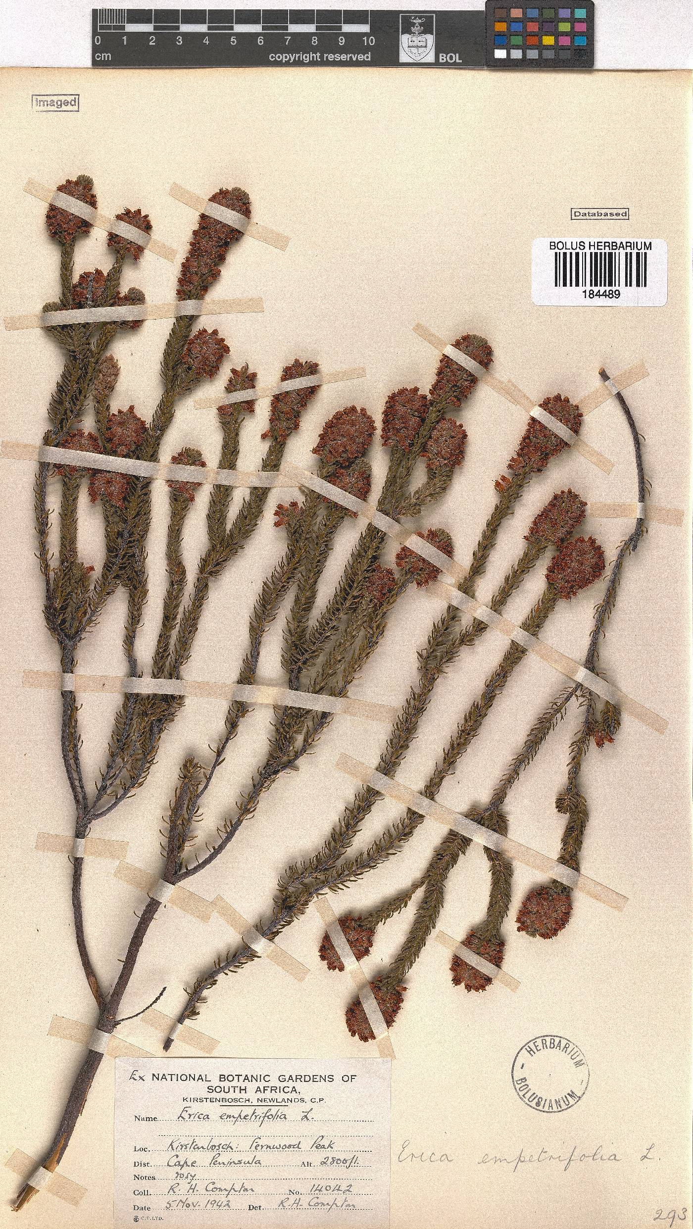 Erica empetrina image