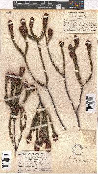 Erica empetrina image