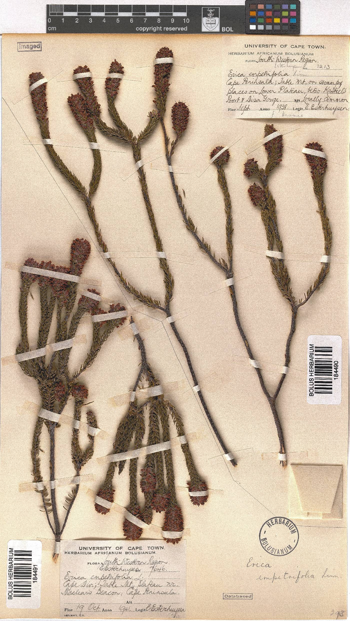 Erica empetrina image