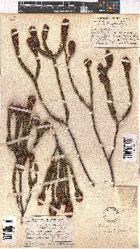 Erica empetrina image