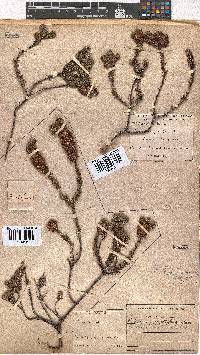 Erica empetrina image