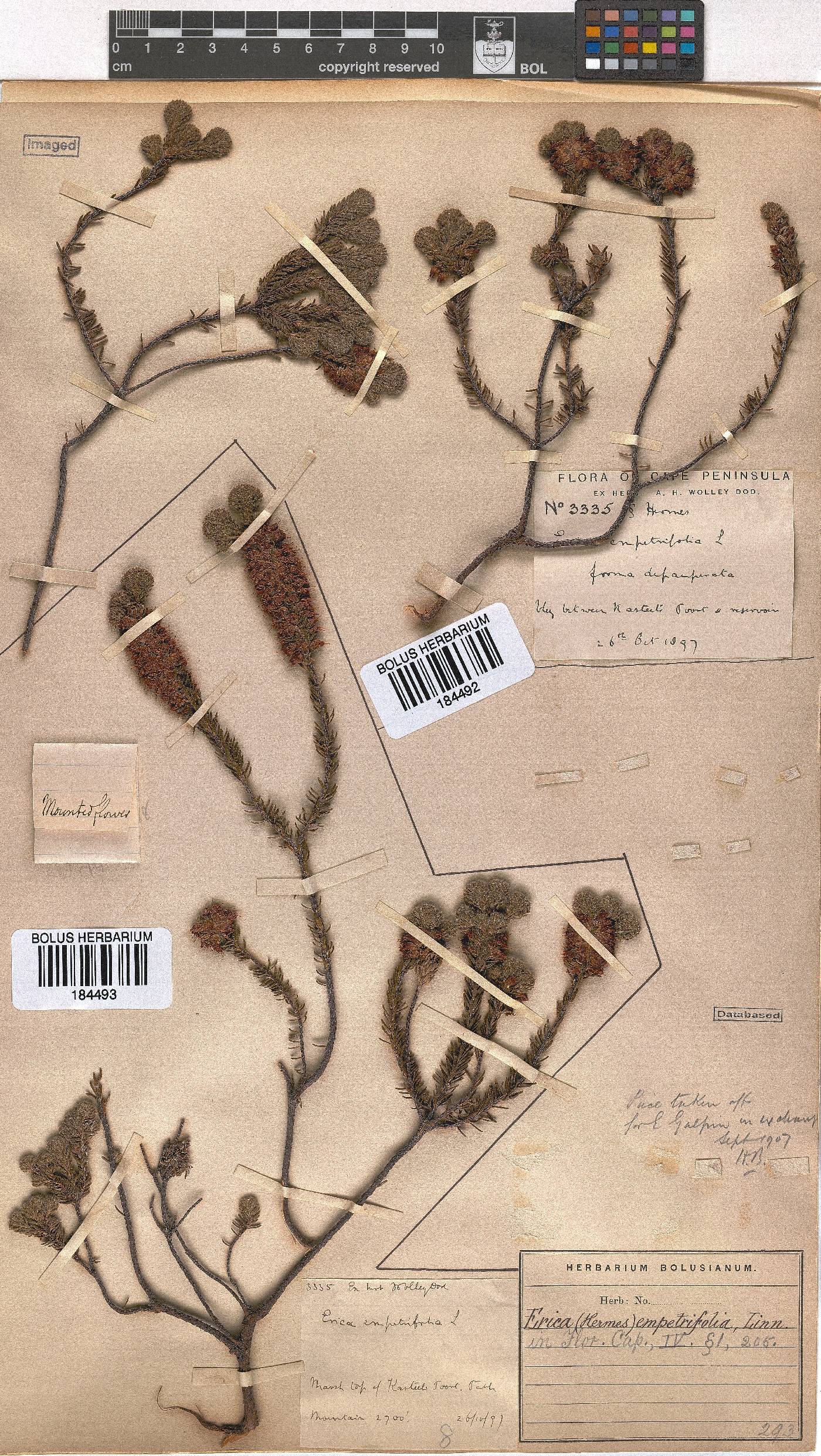 Erica empetrina image