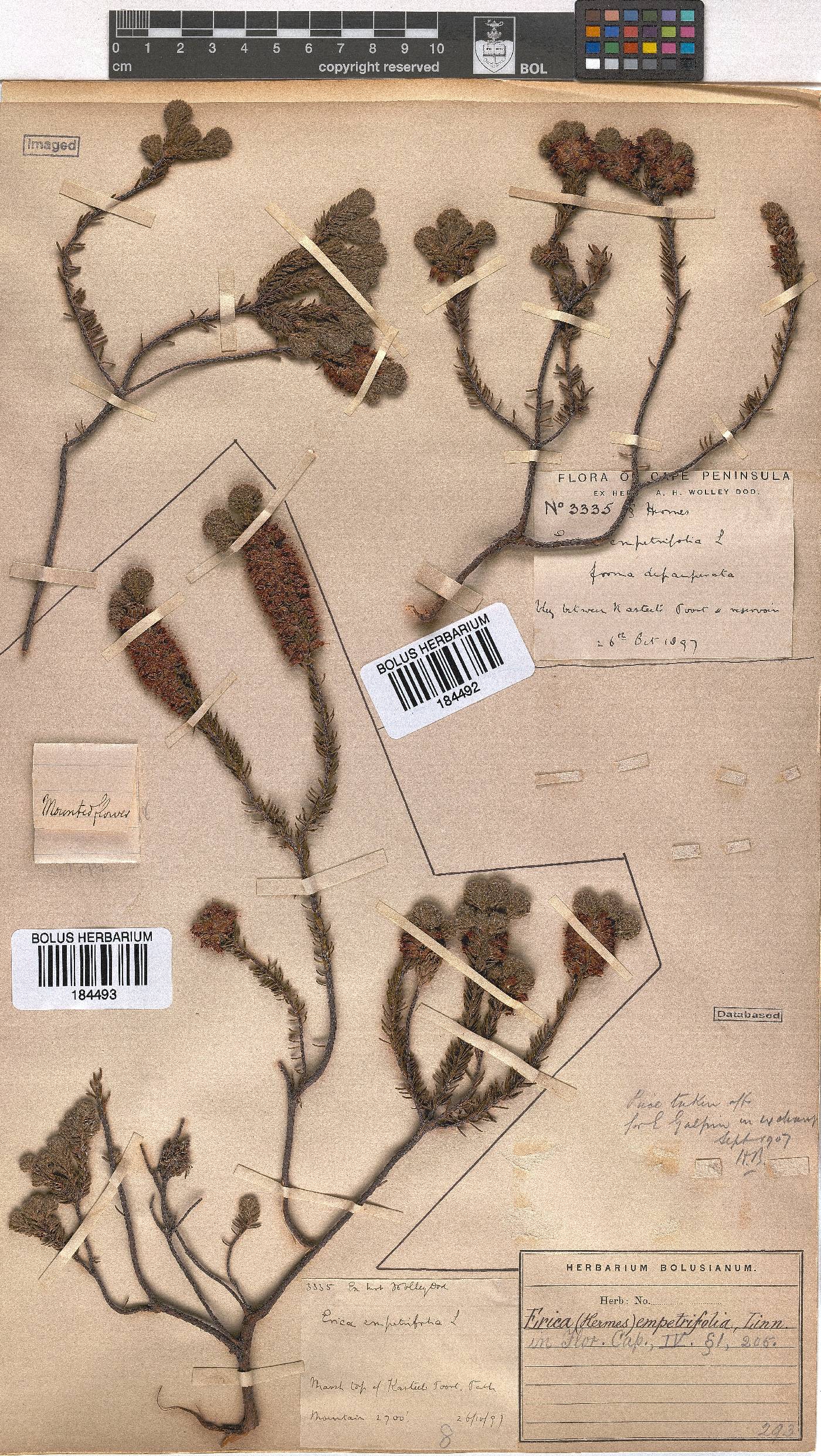 Erica empetrina image