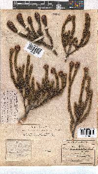 Erica empetrina image