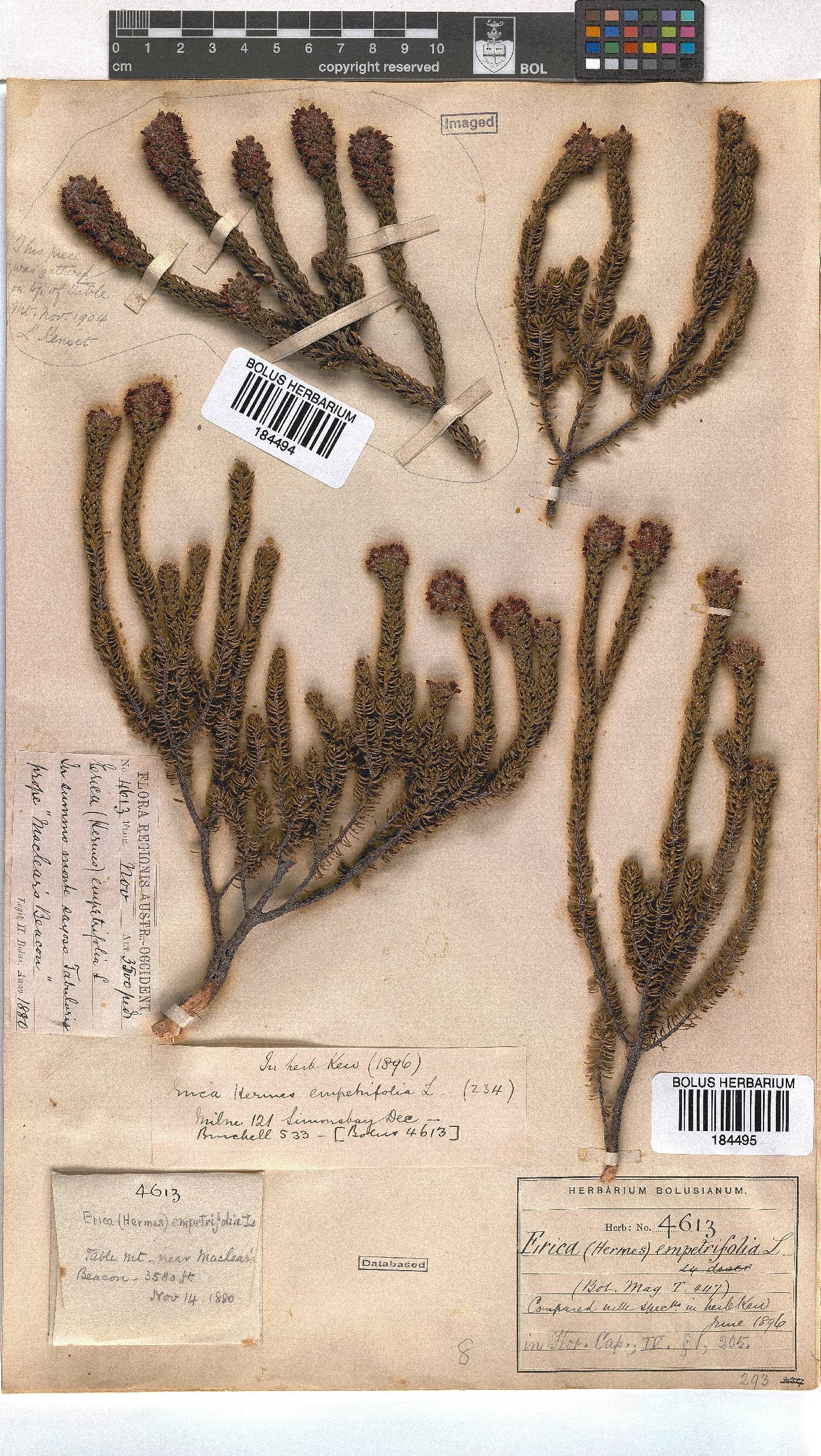 Erica empetrina image