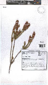 Erica pyxidiflora image