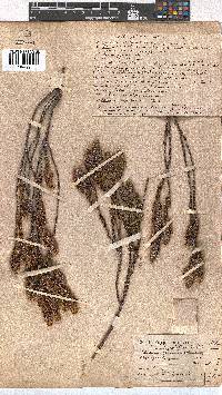 Erica pyxidiflora image