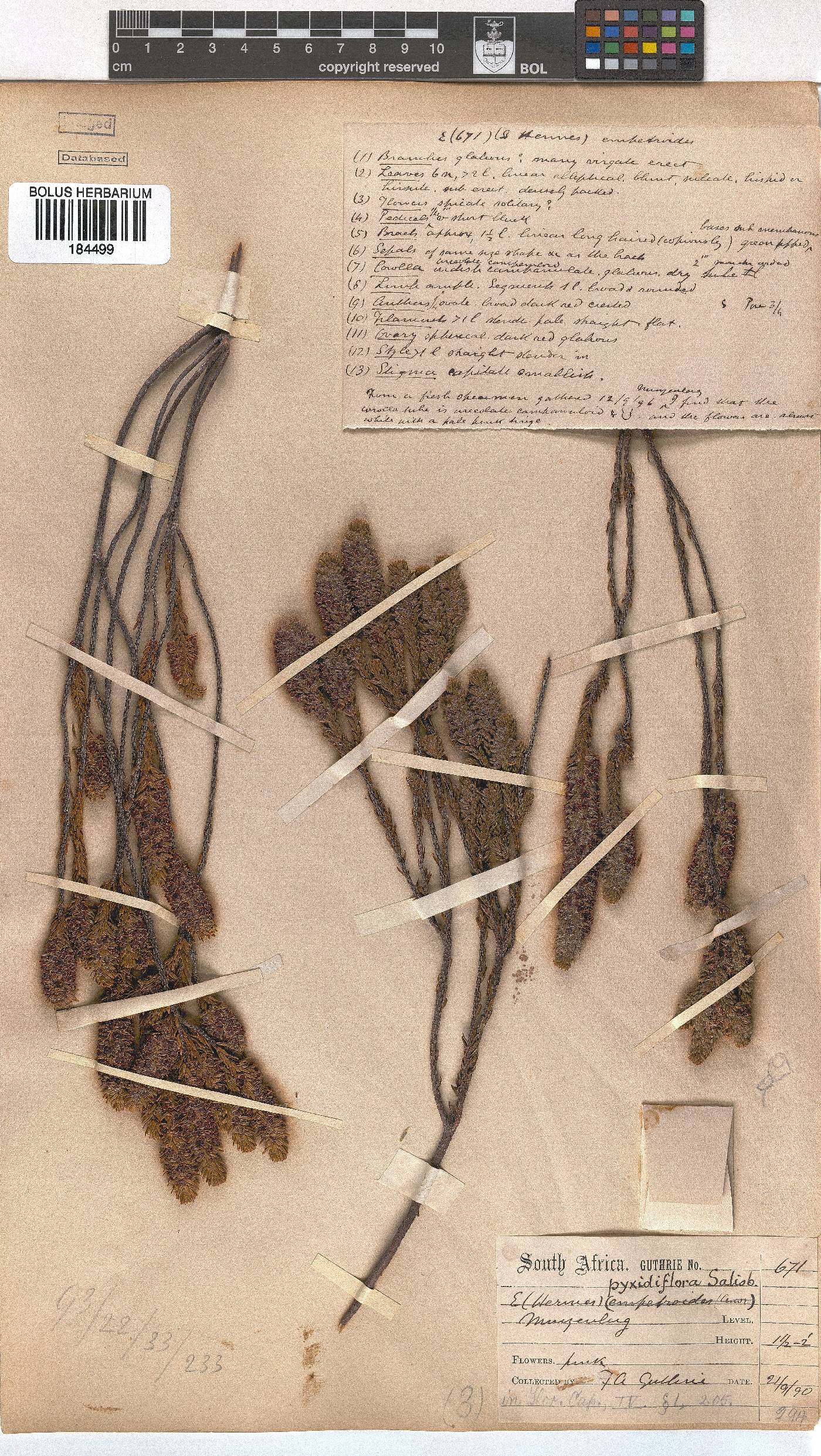 Erica pyxidiflora image