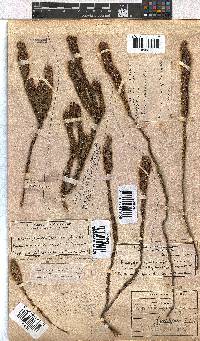 Erica pyxidiflora image