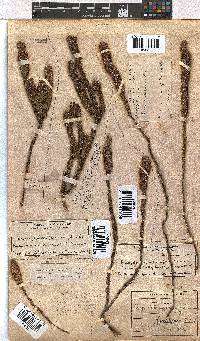 Erica pyxidiflora image