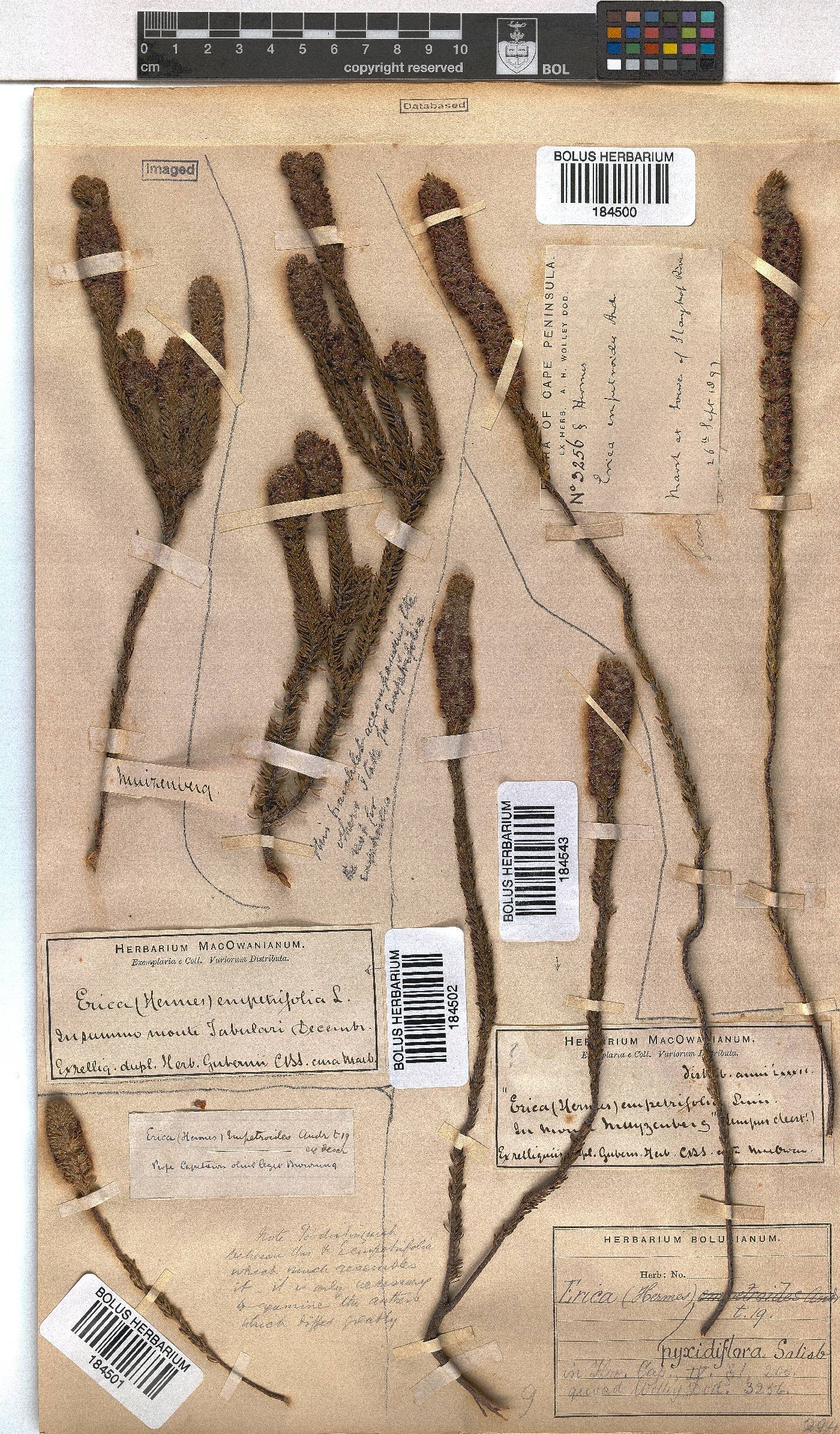 Erica pyxidiflora image