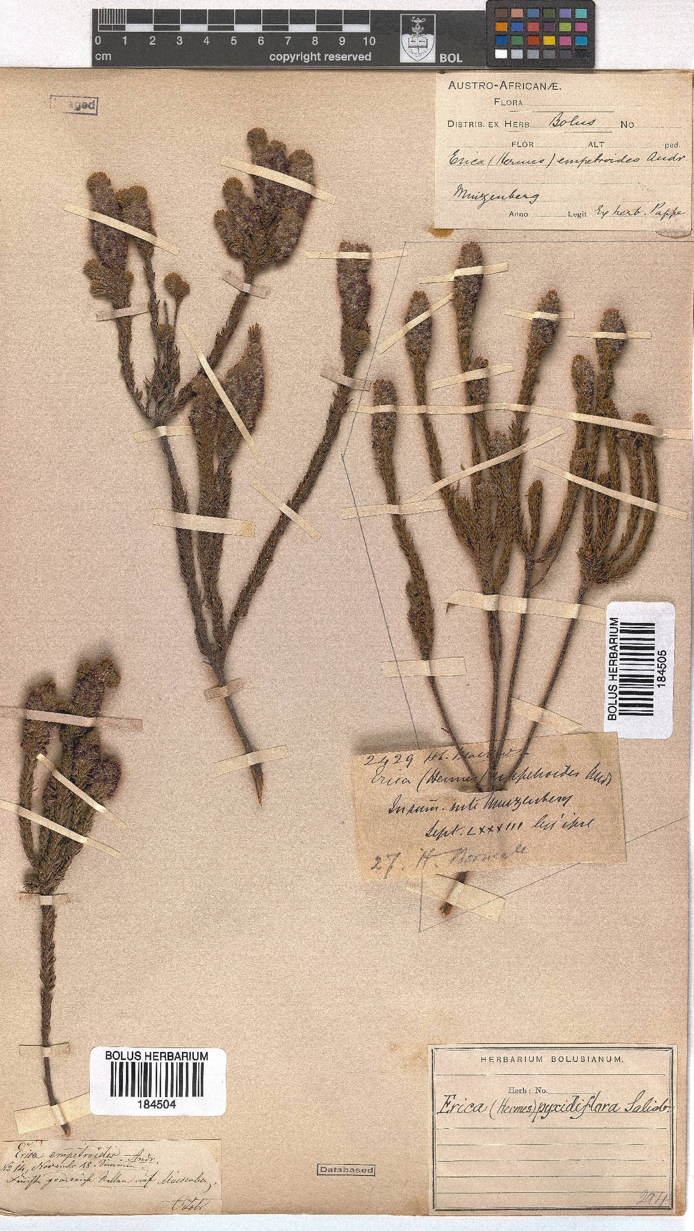 Erica pyxidiflora image