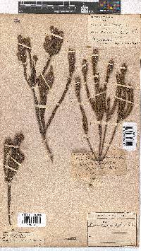 Erica pyxidiflora image