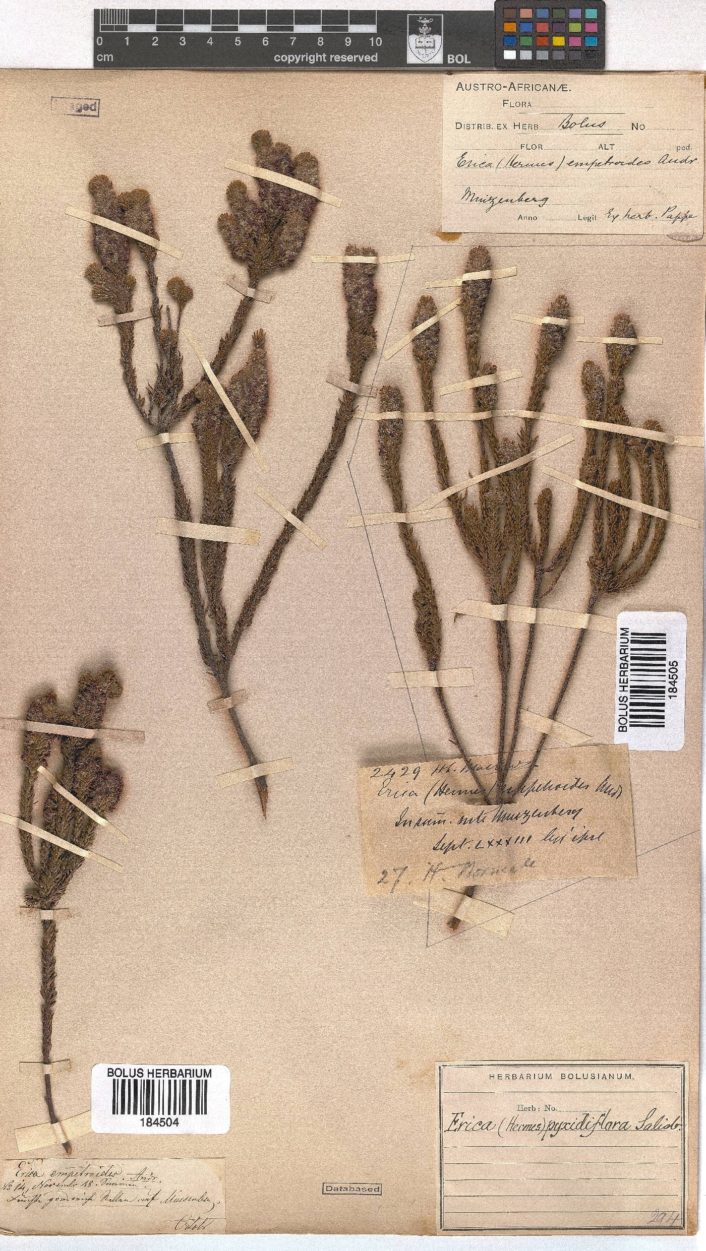 Erica pyxidiflora image