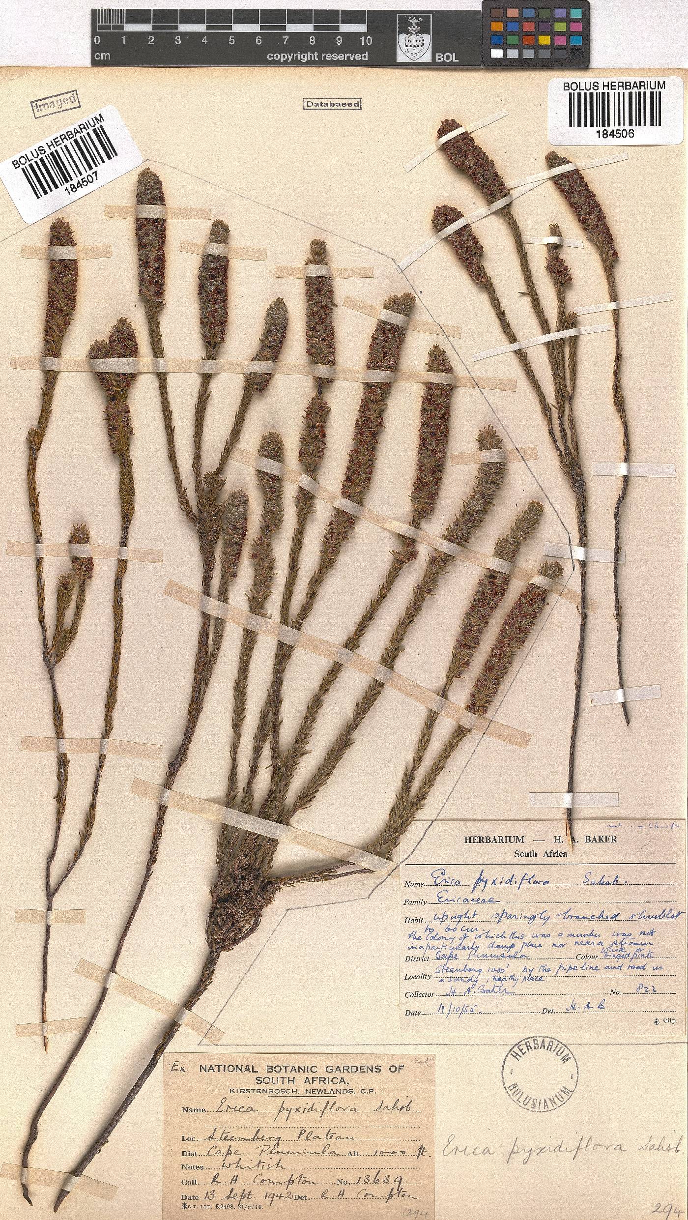 Erica pyxidiflora image