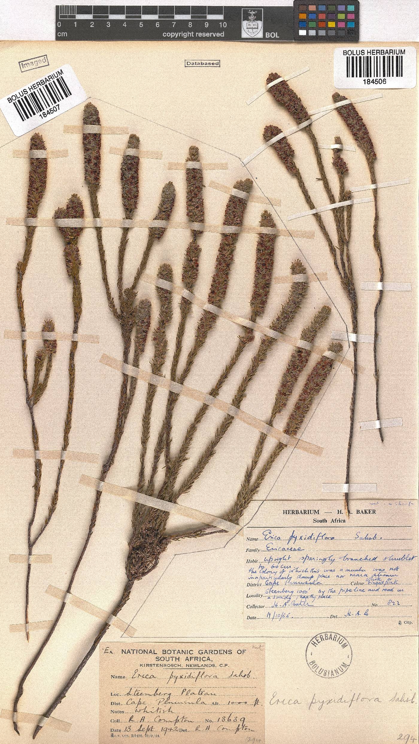 Erica pyxidiflora image