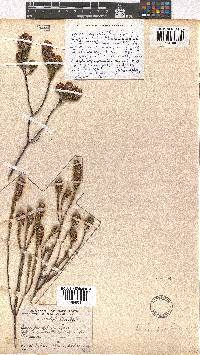 Erica pyxidiflora image