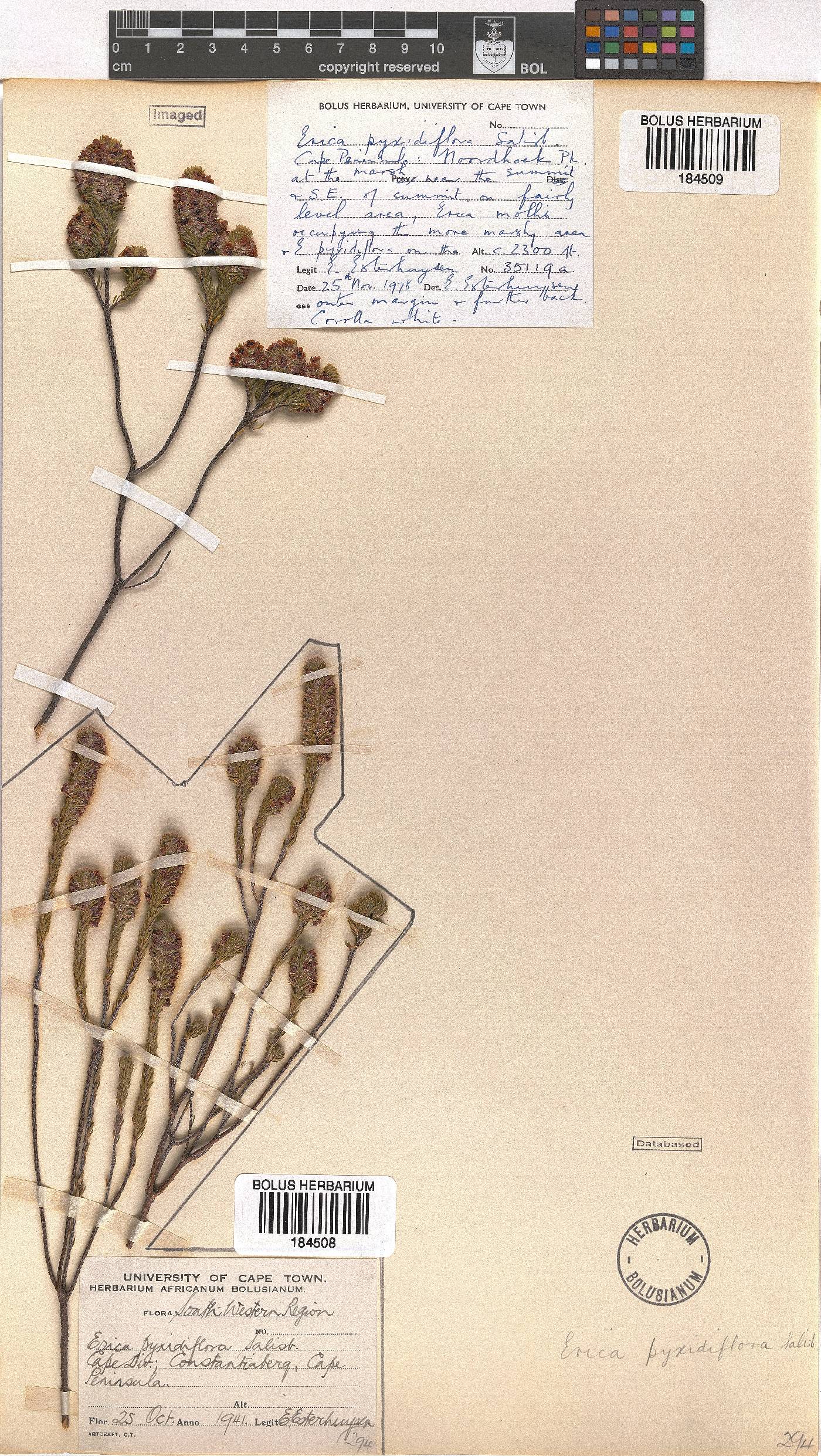 Erica pyxidiflora image