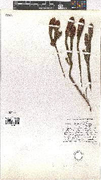 Erica pyxidiflora image