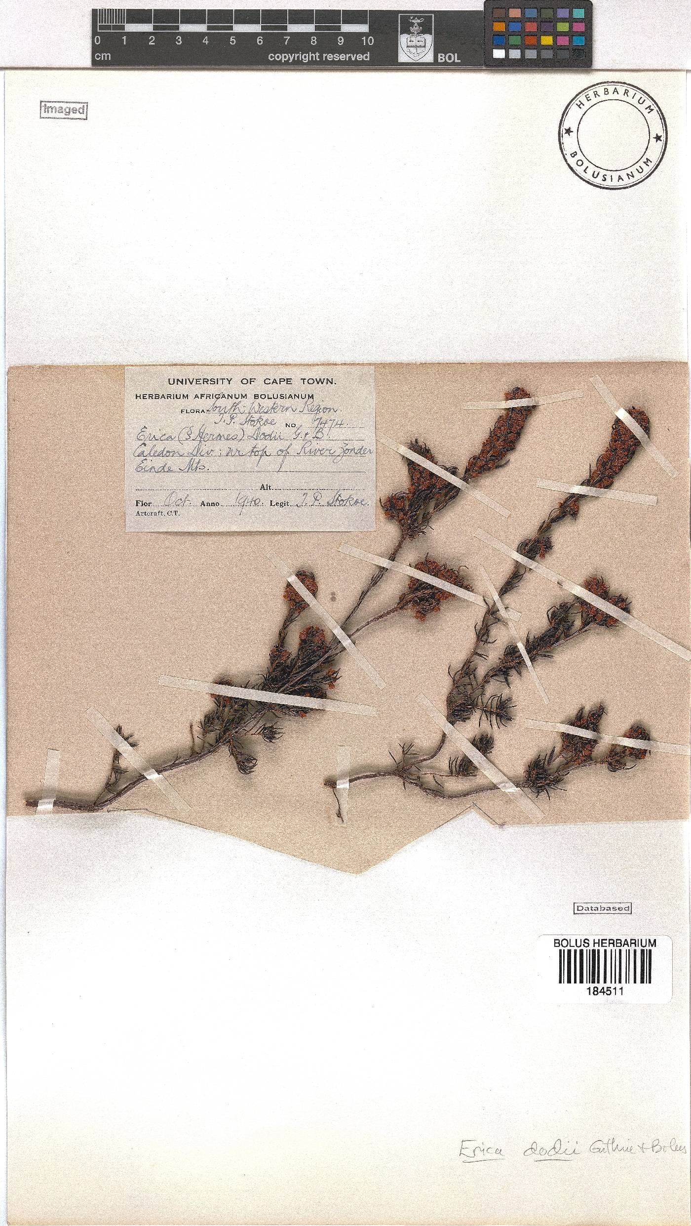 Erica dodii image