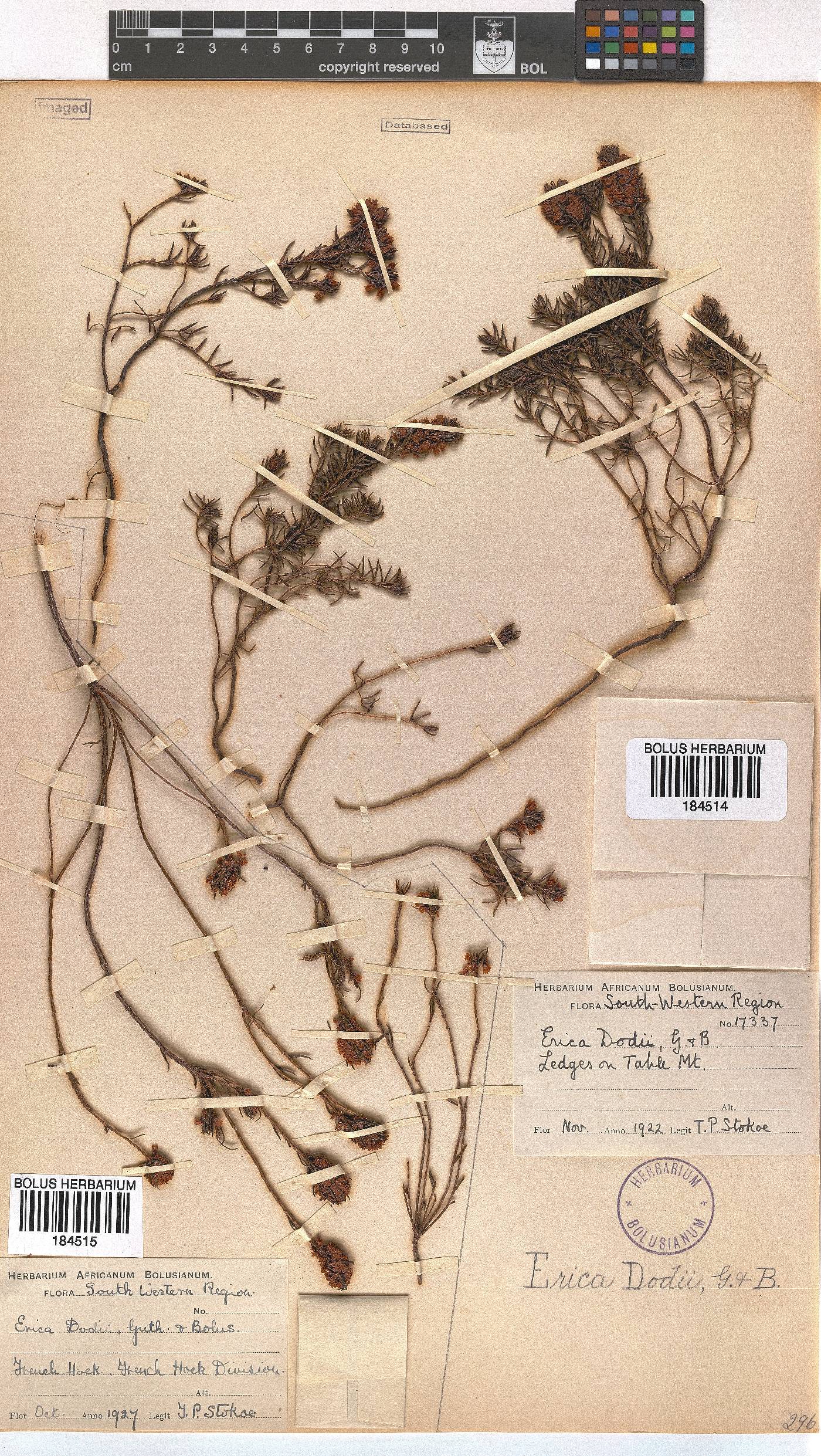 Erica dodii image