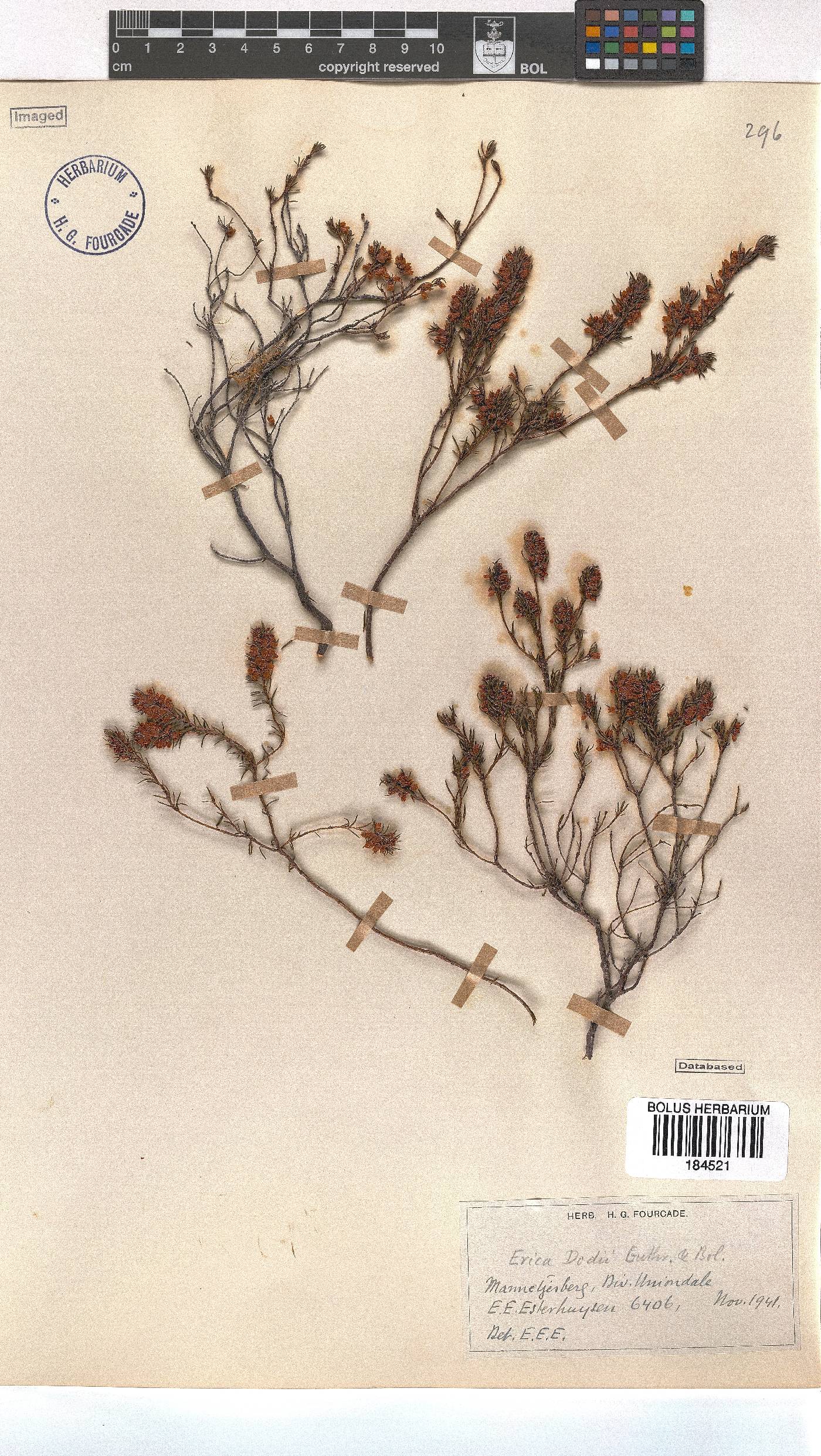 Erica dodii image