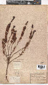 Erica regerminans image