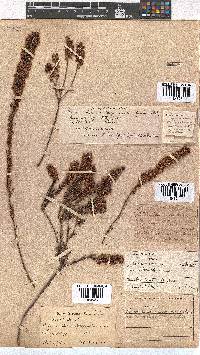 Erica regerminans image