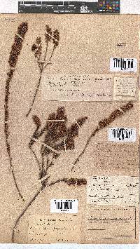 Erica regerminans image