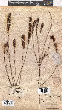 Erica regerminans image