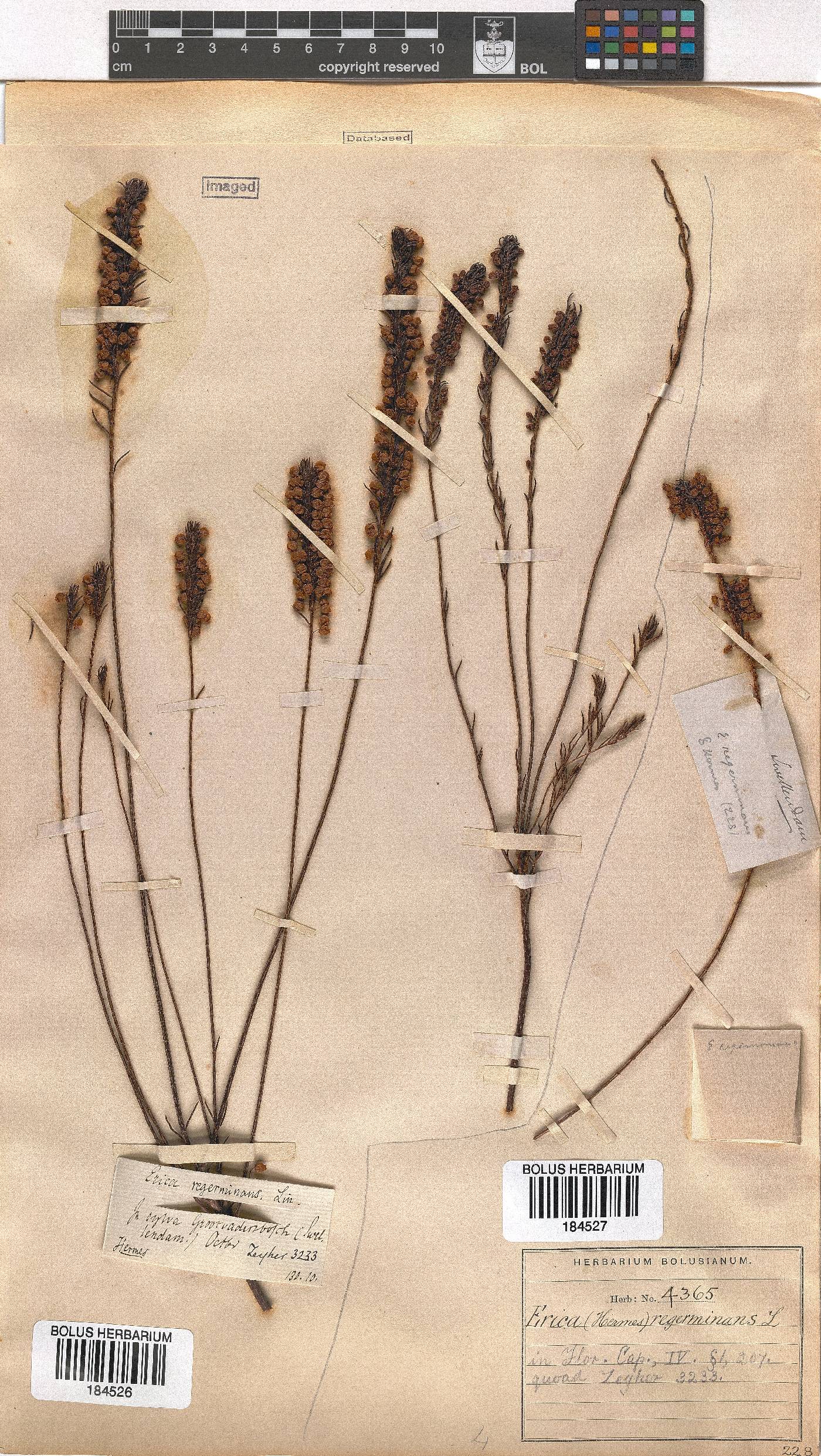 Erica regerminans image