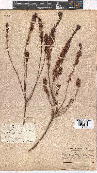 Erica regerminans image