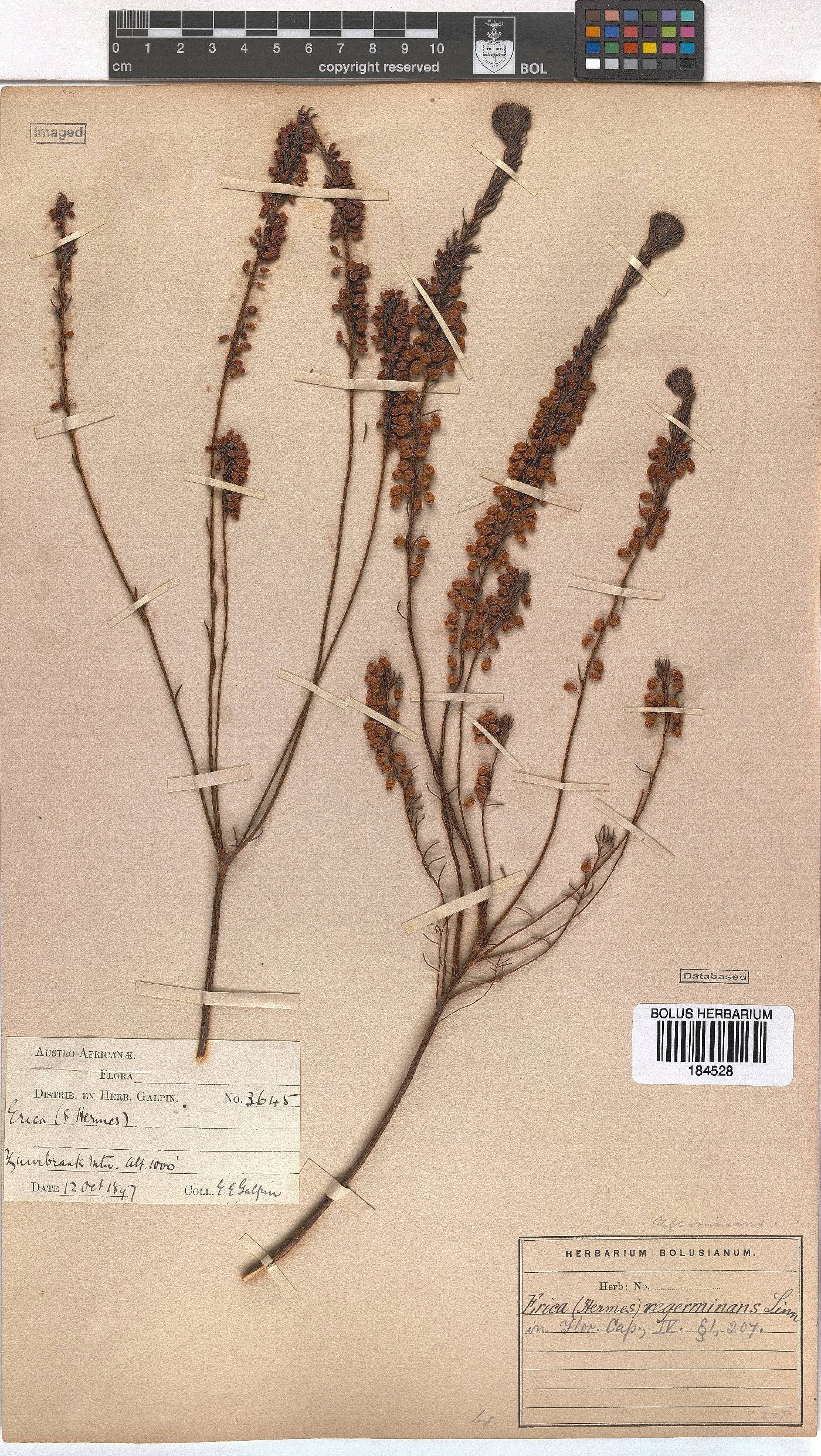 Erica regerminans image