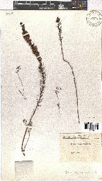 Erica regerminans image