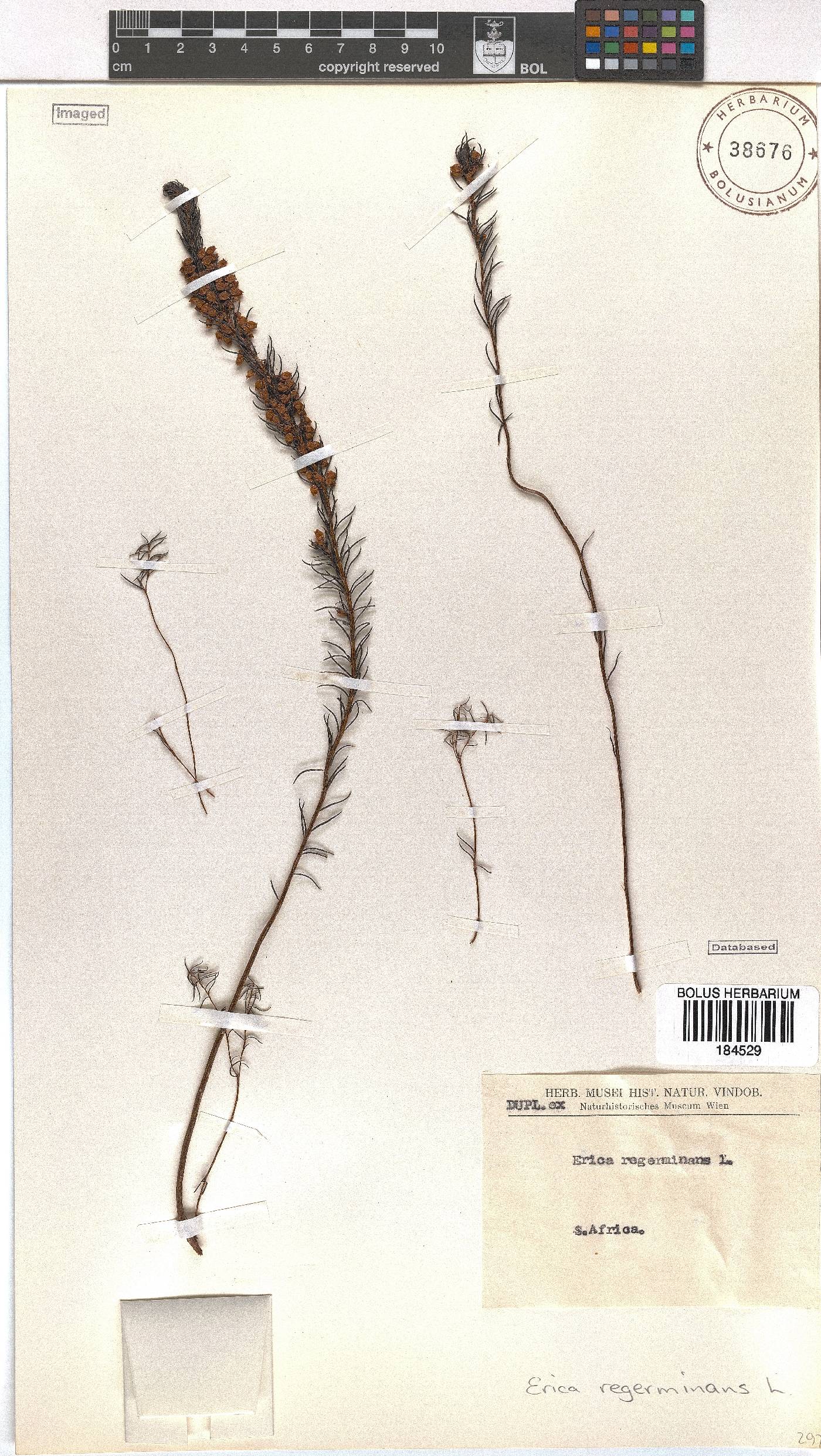 Erica regerminans image