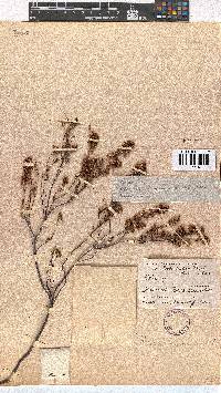 Erica regerminans image