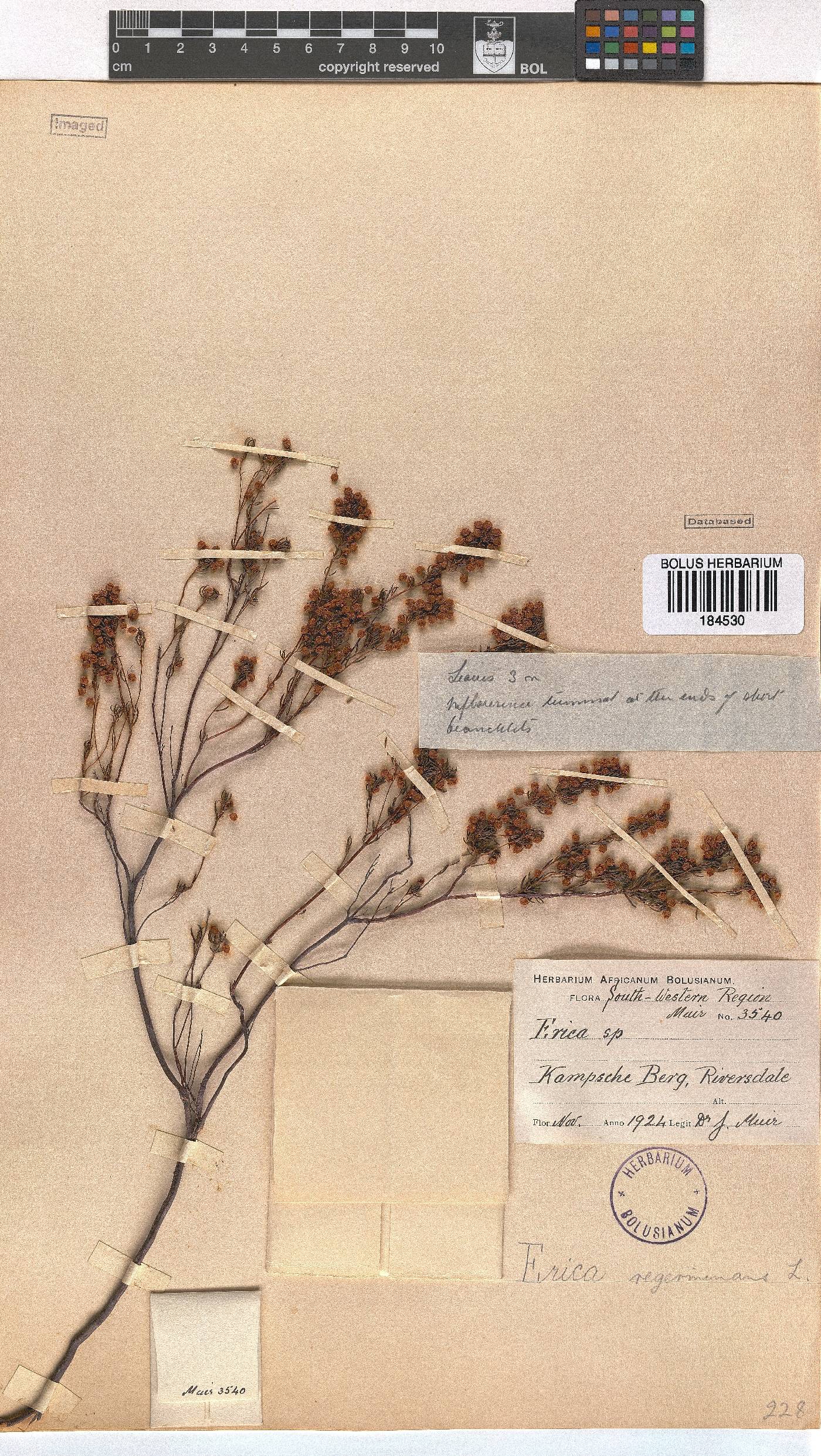 Erica regerminans image