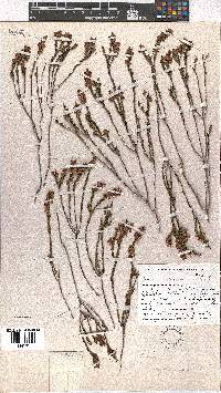 Erica regerminans image