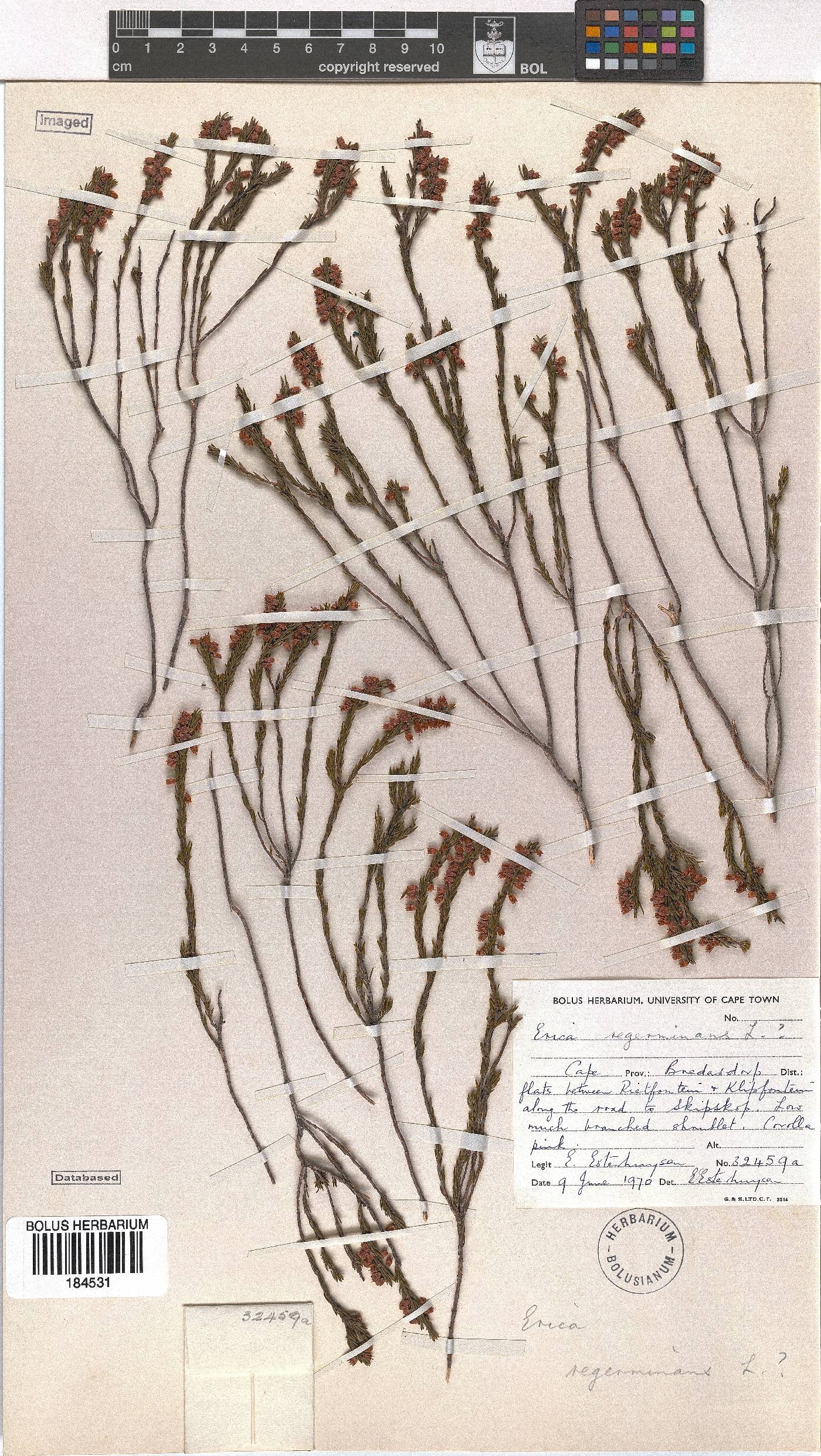 Erica regerminans image