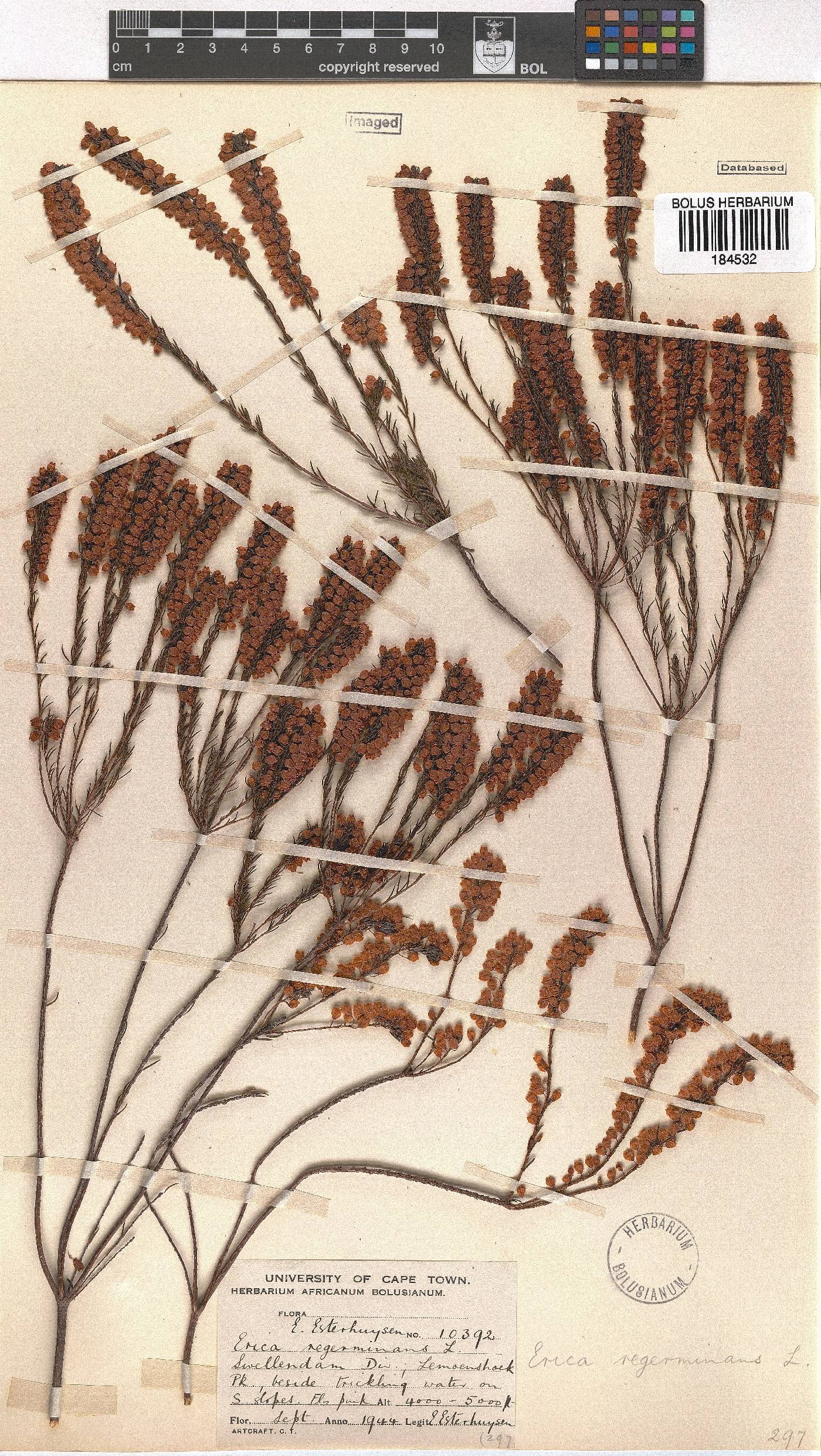 Erica regerminans image