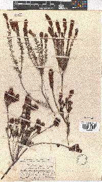 Erica regerminans image