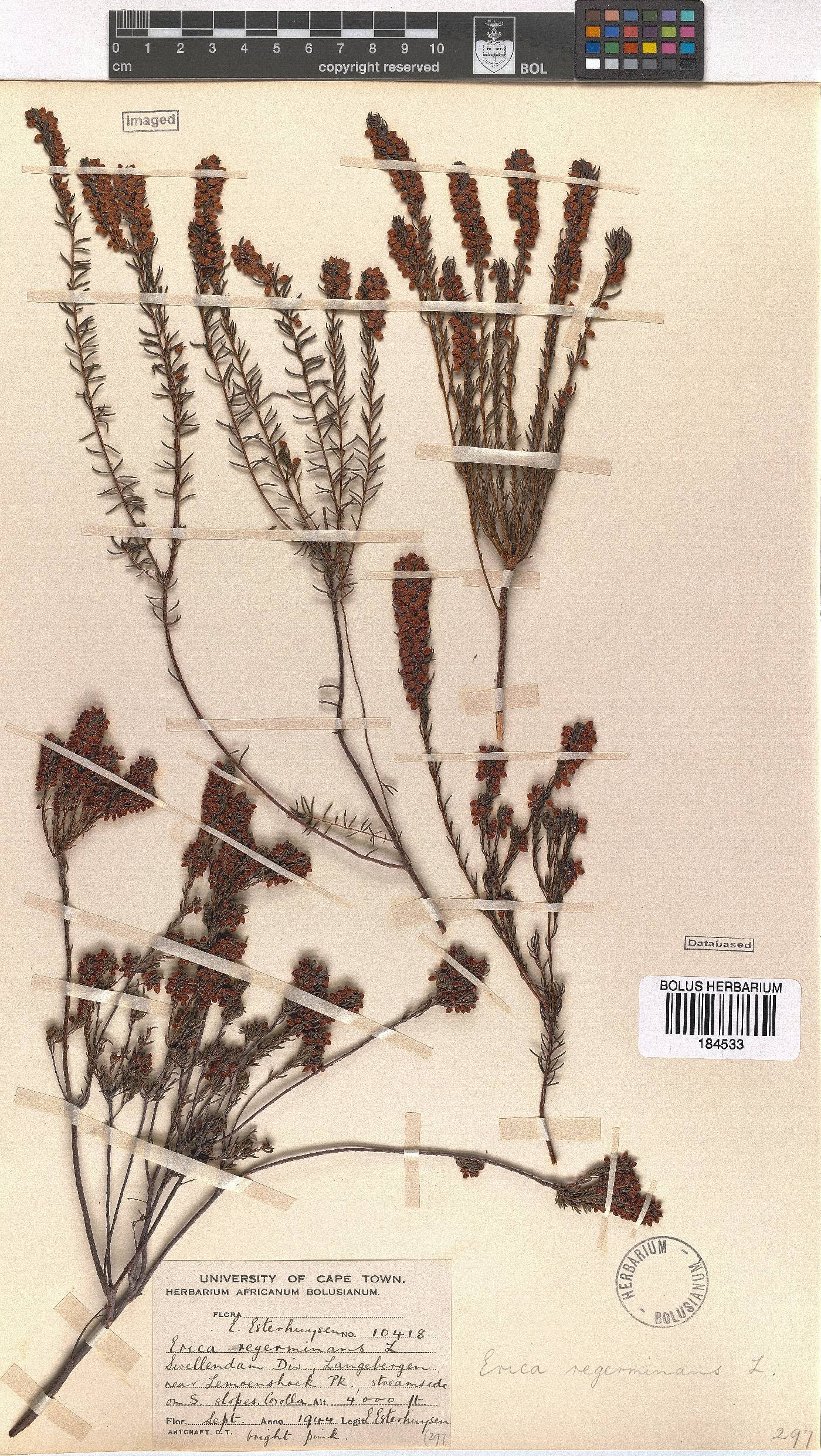 Erica regerminans image