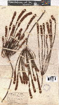 Erica regerminans image