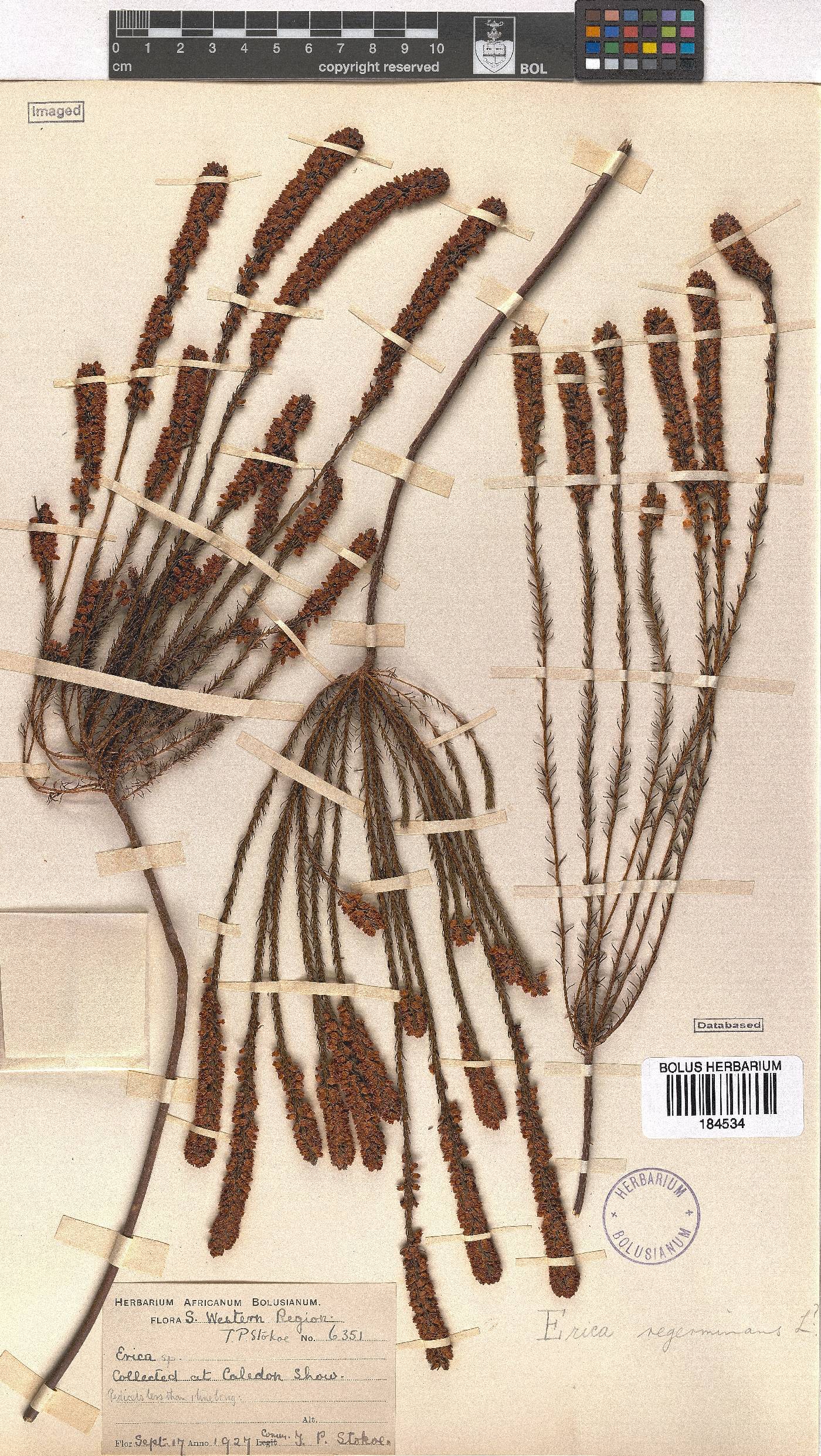 Erica regerminans image