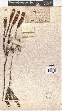 Erica regerminans image