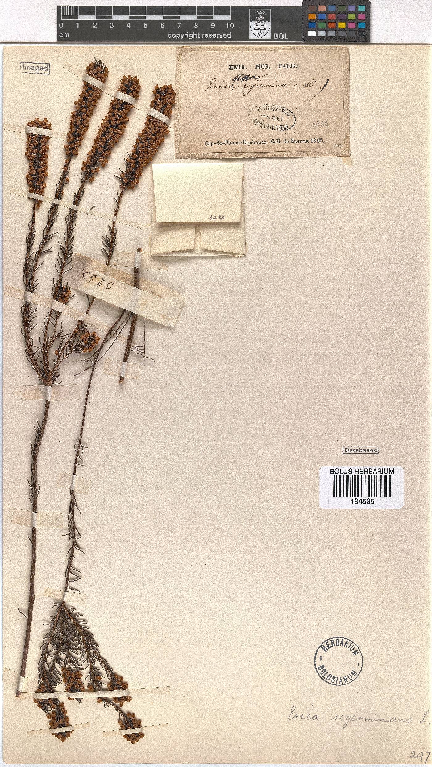 Erica regerminans image