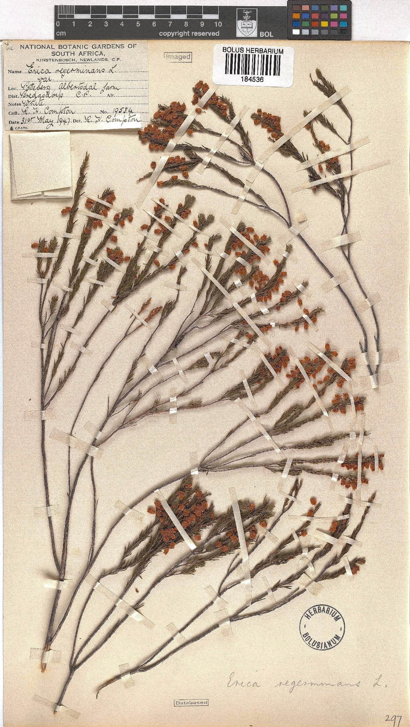 Erica regerminans image