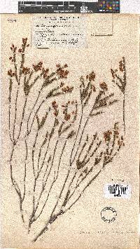 Erica regerminans image