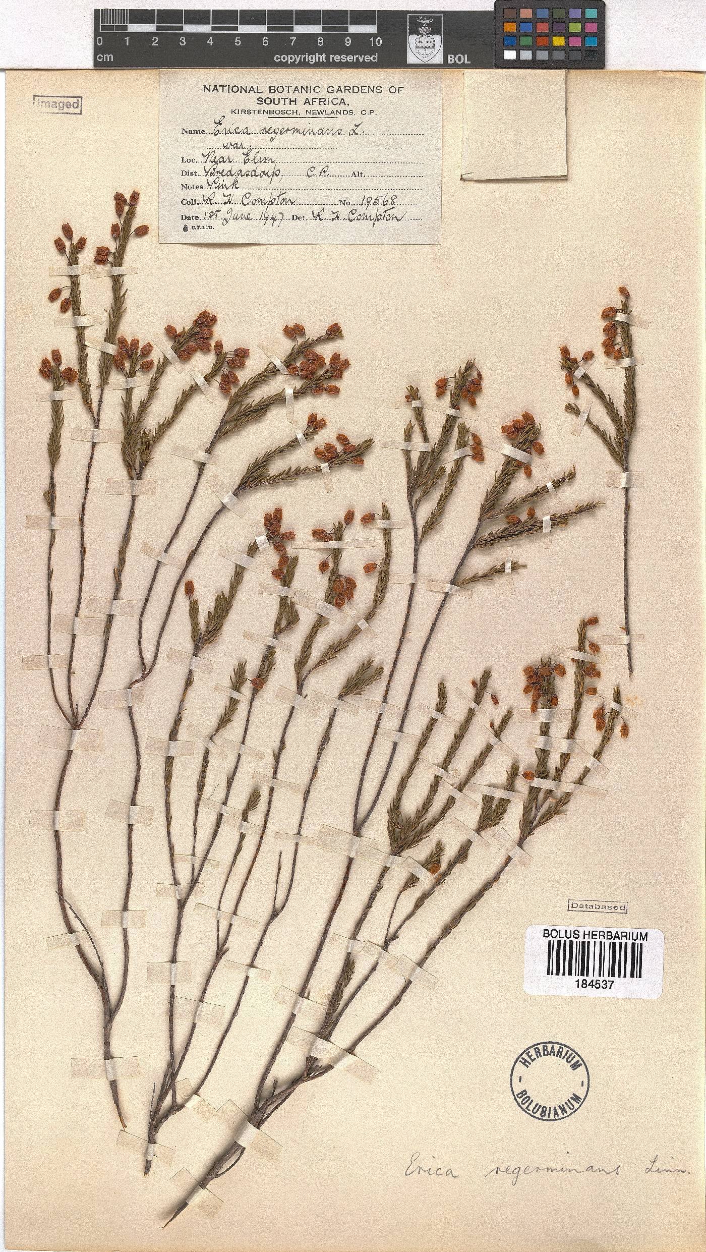 Erica regerminans image