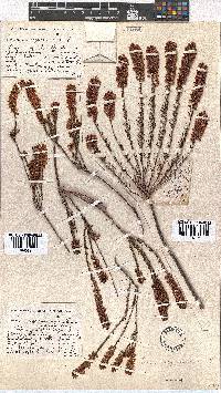 Erica regerminans image